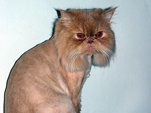 İran kedisi uzay yolcusu