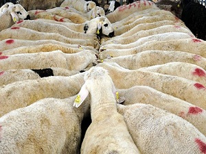 Doğu'dan kurbanlık sevkıyatı hızlandı