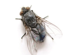 Hayatı ağır çekimde yaşayan hayvanlar