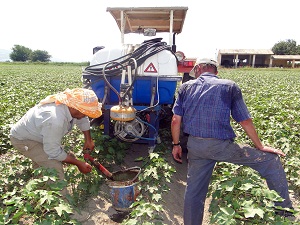 Hayvansal sıvı gübrenin pamukta verimi artırdığı tespit edildi