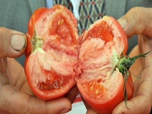 Domatesleri avcı böcekler kurtaracak