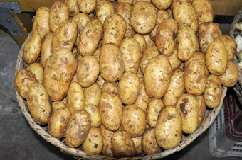 Amasya’da organik beyaz patatesin ilk hasadı yapıldı