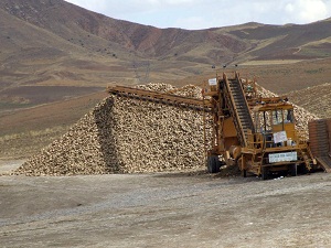 Pancar hasadı başladı, nakliyecilerin yüzü güldü