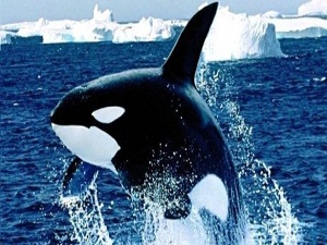 Balinalara elektronik koruma