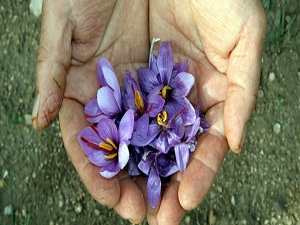 Mucize bitki safranın kilosu 20 bin lira
