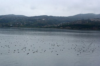 Sapanca Gölü, güneye göç eden kuşları ağırlıyor