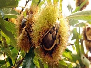 Bursa kestanesi kanseri yendi