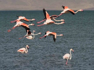 Flamingoların göç hazırlığı