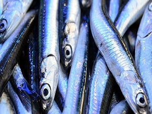 Hamsi ihracatı sezona hızlı başladı