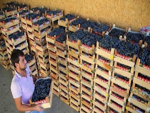 Üzüm üreticisini düşük fiyat üzdü