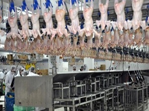 Organik tavuk üretecek