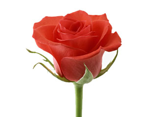 Ölen herkes pişmanlık duyar