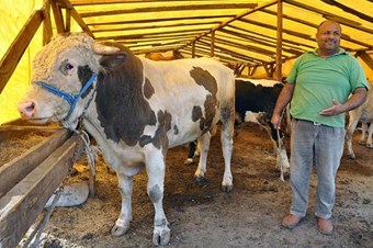 İkinci el otomobil fiyatına kurbanlık boğalar