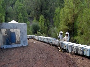 Çam balı sevindirdi
