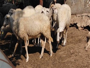 Hangi dönemde canlı hayvan ithal edilmeyecek?