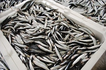 Hamsi avı bu yıl erken başladı