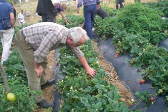 Çilek üreticileri, tarla gününde üretimin inceliklerini öğrendi