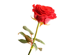 Çocuklarınızı şu üç haslet üzere terbiye ediniz