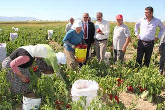 Kızılcabölük'te kızıl biber hasadı başladı