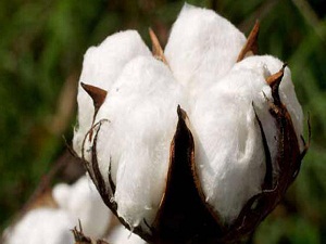 Özbekistan, Çin’e 300 bin ton pamuk lifi satacak