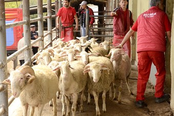 Kurbanını kendi kesmek isteyenlere kurs verildi