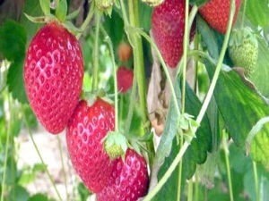 Türkiye dünya üçüncüsü