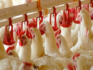 Tavuk ihracatında son 10 yılda rekor yaşandı