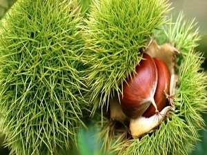 Sezonun ilk kestanesi 10 liradan satıldı