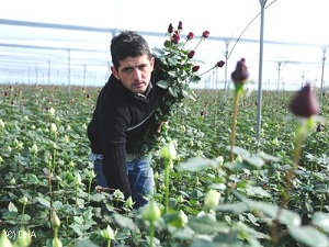 Gül üreticisine destek yüzde 102 arttı