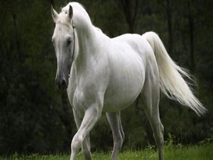 Otomobil fiyatına taylar