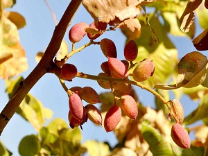 Çok önemli fıstık uyarısı