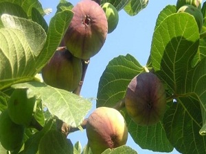 İncir'de hasat zamanı