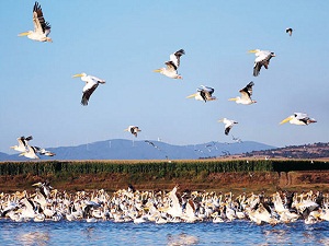 Manyas Kuş Cenneti’nde pelikan ve flamingo şöleni