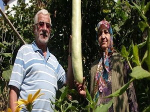 2 metre 20 santimetre boyunda kabak