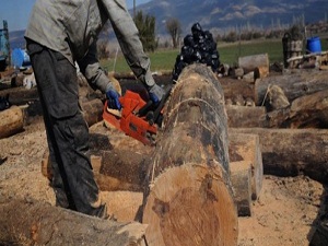 İsveç'te yılda 60 bin ağaç çöpe atılıyor