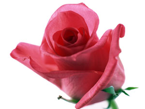 Ümmetim hakkında bundan korkuyorum