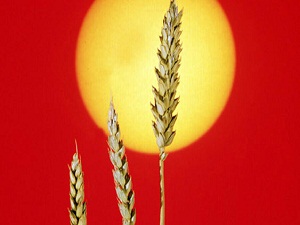 Tarımda şampiyon Akdeniz