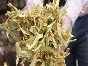 Öksürüğe ıhlamur