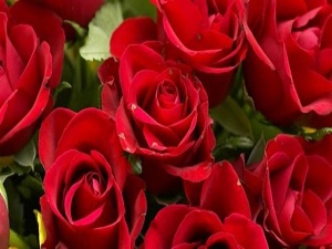 Yüzde 102 mazot desteği kime verildi?