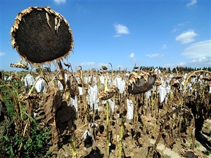 Tohumunu üreteceğiz