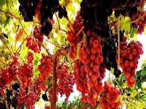 Hasat bitti, yazlık sebze-meyvede fiyatlar arttı