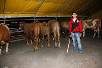 Anadolu'dan getirilen kurbanlıklar İstanbul'da