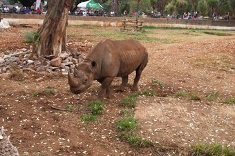 Güney Afrika’da bu yıl 700 gergedan öldürüldü