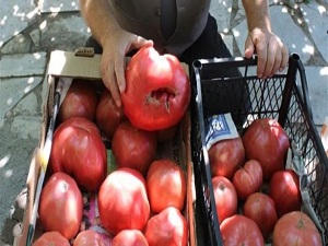 1,5 kilogramlık domates yetiştirdi
