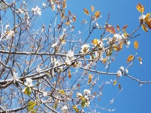 Sonbaharda ağaçlar çiçek açtı