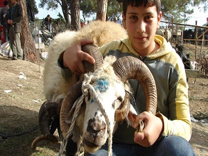 Yardım derneklerinin kurban hazırlığı tamam; en düşük hisse 240 lira