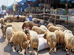 Kurbanlık alacaklara sahte küpeye dikkat!