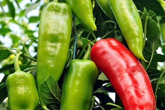 Eylülün zam şampiyonu çarliston biber