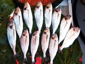 24 metre yasağı balık fiyatlarını artırdı