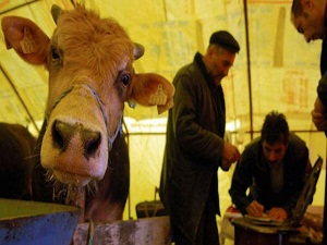Kurban pazarında sahte paraya dikkat